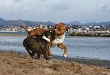 AMSTAFF  ADULT & PUPPIES 098